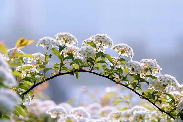 Free download flower nature plant arch seasonal free picture to be edited with GIMP free online image editor