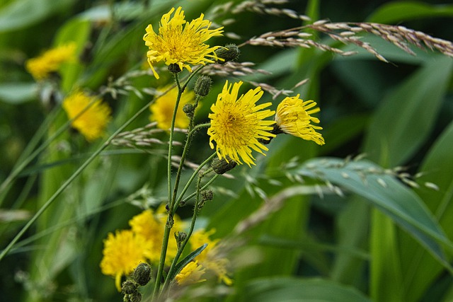 Free download flower nature plant flora leaves free picture to be edited with GIMP free online image editor