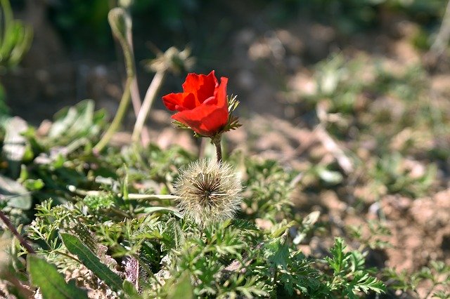 Free download Flower Nature Poppy free photo template to be edited with GIMP online image editor