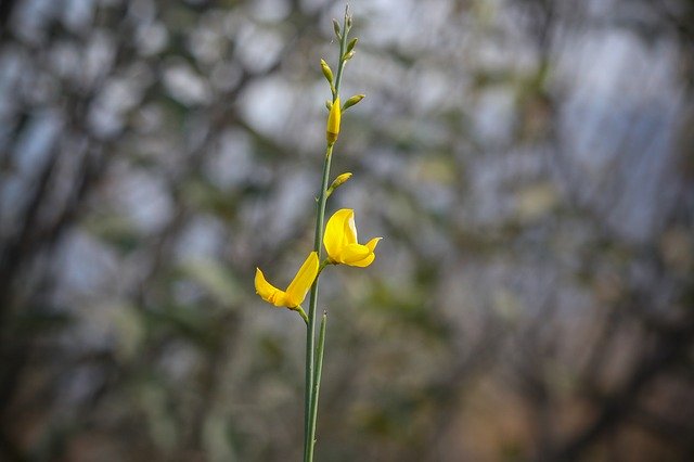 Free download Flower Nature Shimla -  free photo or picture to be edited with GIMP online image editor