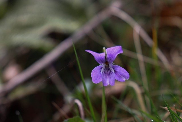 Free download flower nature violet spring pollen free picture to be edited with GIMP free online image editor