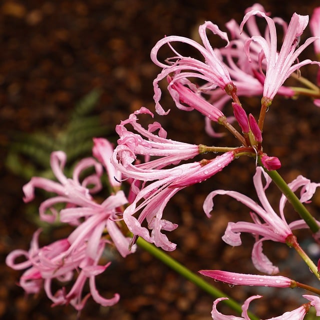 Free download flower nerine bowdenii plant nature free picture to be edited with GIMP free online image editor