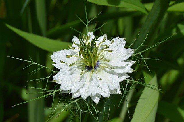 Free download Flower Nigella White -  free photo or picture to be edited with GIMP online image editor