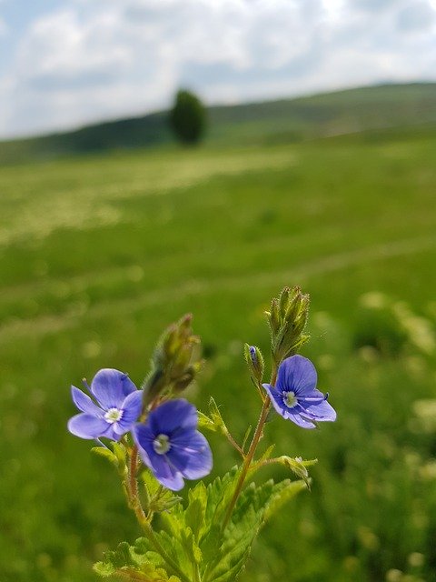 Free download Flower Of The Field Plant Green -  free photo or picture to be edited with GIMP online image editor