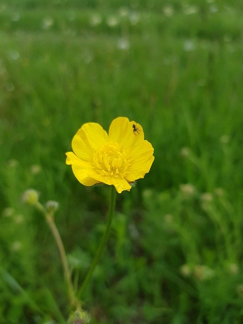 Free download Flower Of The Field Yellow Green -  free photo or picture to be edited with GIMP online image editor