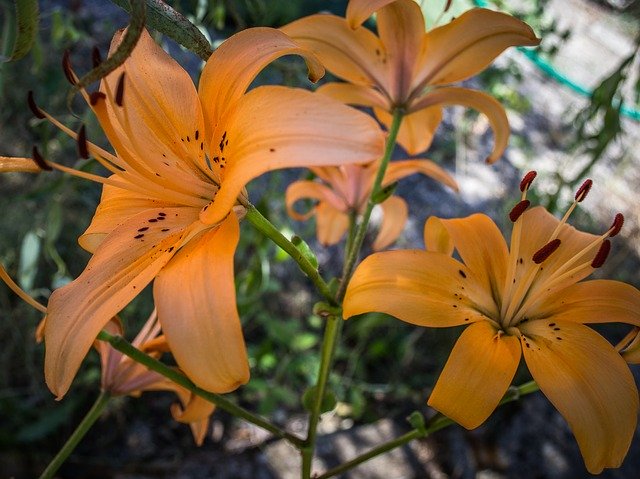 Free download Flower Orange Flora -  free photo or picture to be edited with GIMP online image editor