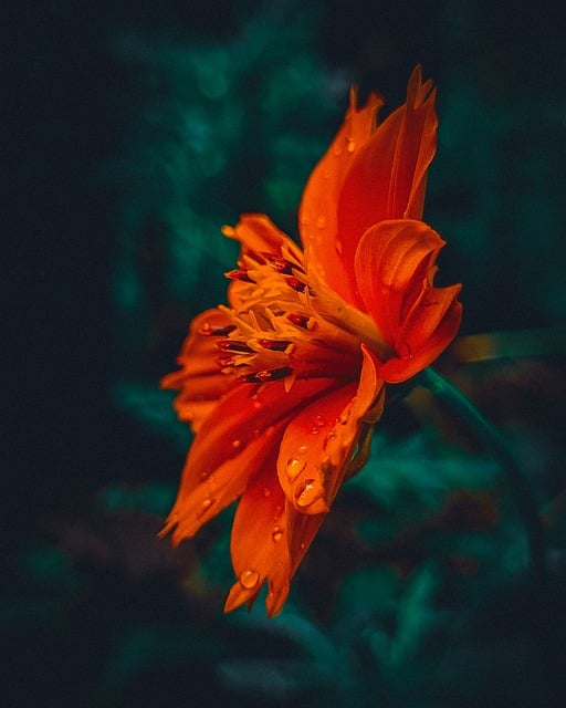 Free download flower orange flower dew dewdrops free picture to be edited with GIMP free online image editor