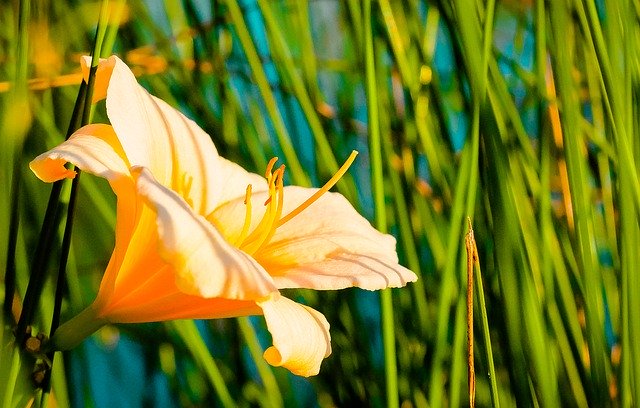 Free download Flower Orange Flowers -  free photo or picture to be edited with GIMP online image editor