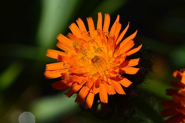 Free download Flower Orange Macro -  free photo or picture to be edited with GIMP online image editor