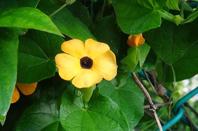 Free download Flower Orange Thunbergia Alata -  free photo or picture to be edited with GIMP online image editor