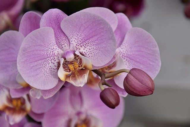 Free download flower orchid flower orchid free picture to be edited with GIMP free online image editor