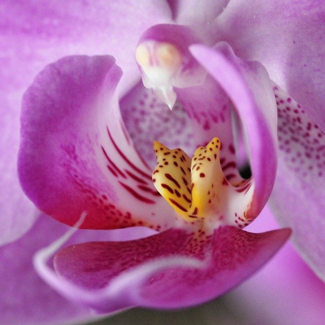 Free download Flower Orchid Phalaenopsis -  free photo or picture to be edited with GIMP online image editor