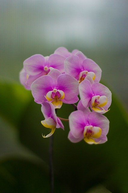 Free download Flower Orchid Tropical -  free photo or picture to be edited with GIMP online image editor