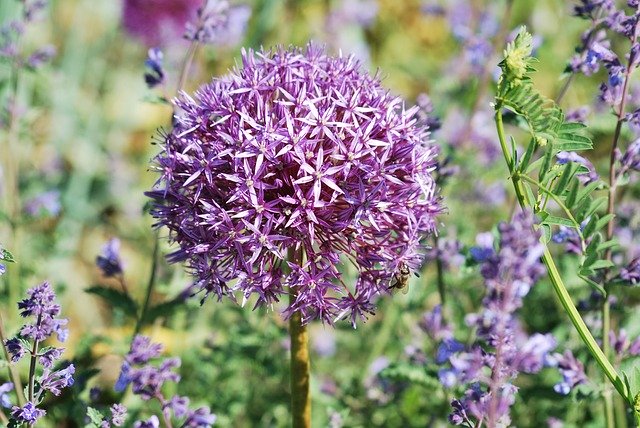 Free download Flower Ornamental Onion Allium -  free photo or picture to be edited with GIMP online image editor