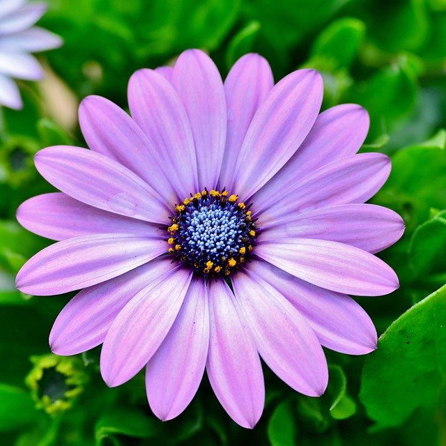 Free download Flower Osteospermum Nature -  free photo or picture to be edited with GIMP online image editor