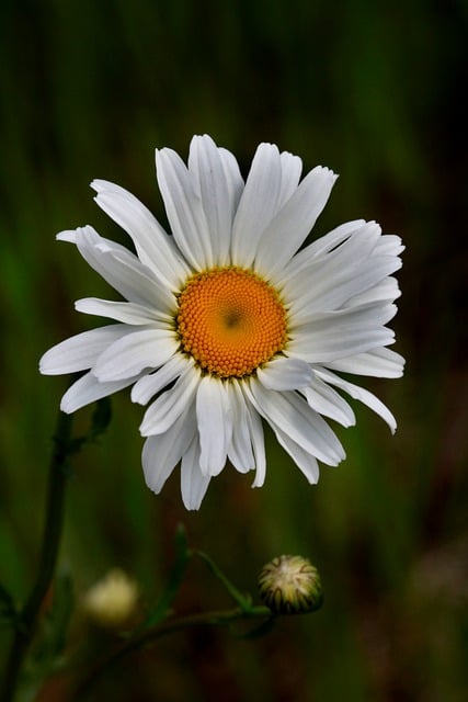 Free download flower oxeye daisy daisy wildflower free picture to be edited with GIMP free online image editor