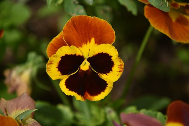 Free download flower pansy plant flora spring free picture to be edited with GIMP free online image editor