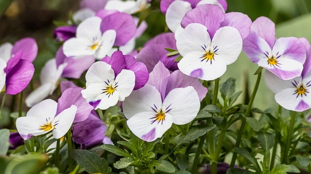 Free download flower pansy plant ornamental plant free picture to be edited with GIMP free online image editor