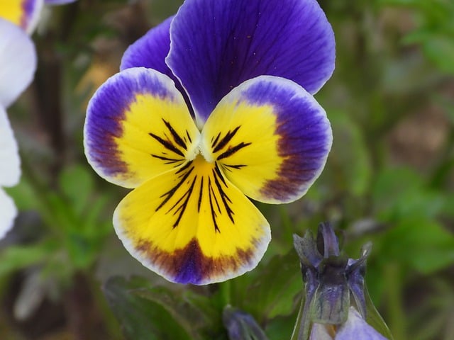 Free download flower pansy purple flower bloom free picture to be edited with GIMP free online image editor