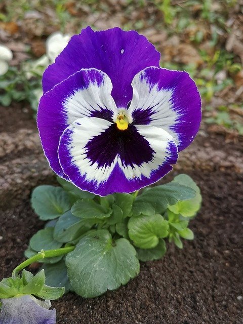 Free download Flower Pansy Spring -  free photo or picture to be edited with GIMP online image editor