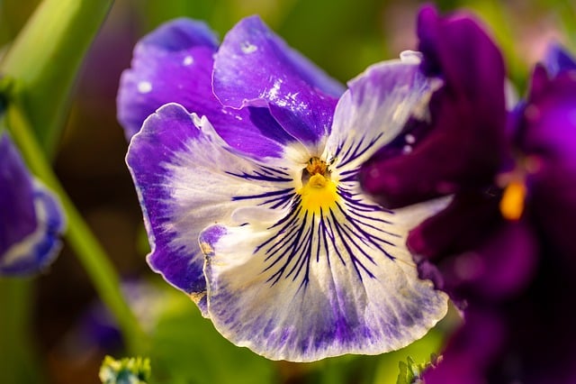 Free download flower pansy violet blossom bloom free picture to be edited with GIMP free online image editor