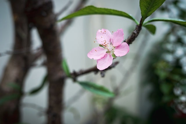 Free download flower peach blossom pink bloom free picture to be edited with GIMP free online image editor