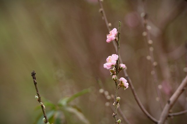 Free download Flower Peach Pink -  free photo or picture to be edited with GIMP online image editor