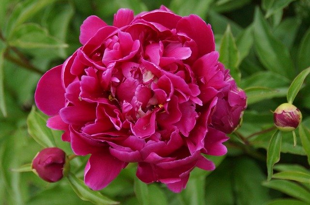 Téléchargement gratuit de Flower Peonies Garden - photo ou image gratuite à éditer avec l'éditeur d'images en ligne GIMP