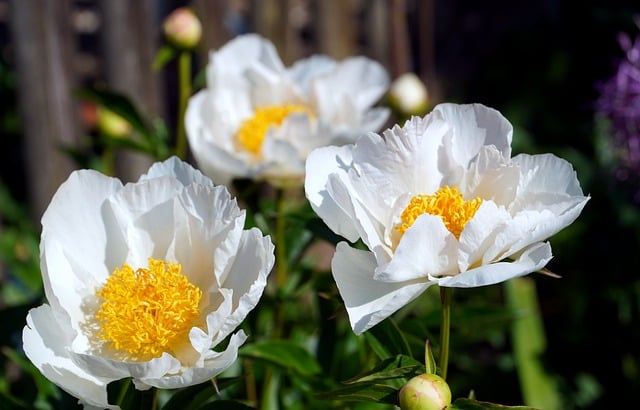 Free download flower peonies petals blossom free picture to be edited with GIMP free online image editor