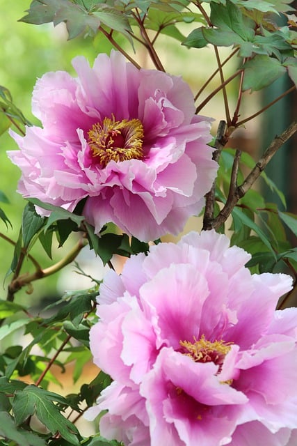 Free download flower peony blossom bloom spring free picture to be edited with GIMP free online image editor