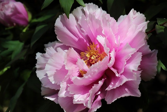 Free download flower peony paeonia rockii botany free picture to be edited with GIMP free online image editor