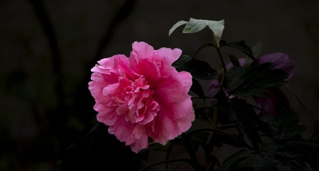 Free download flower peony pink peony pink flower free picture to be edited with GIMP free online image editor