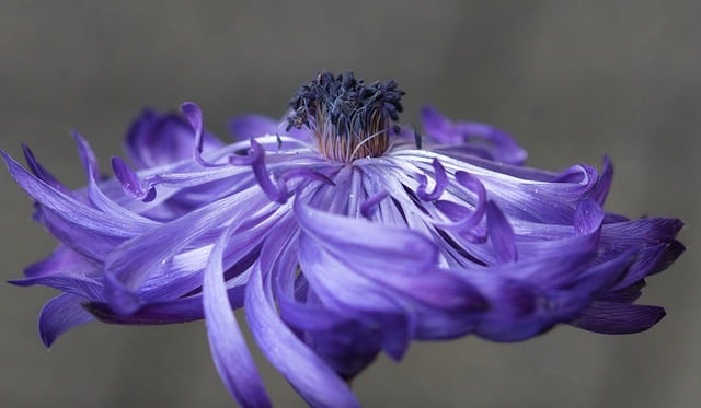 Free download flower petals anemone close up free picture to be edited with GIMP free online image editor