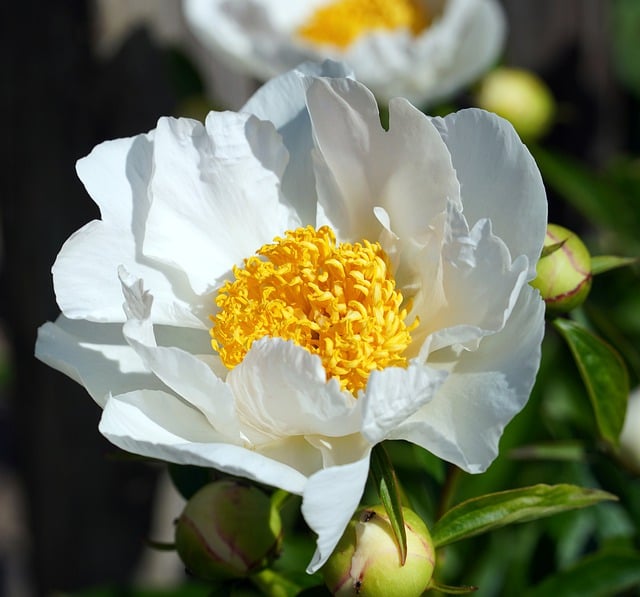 Free download flower petals blossom bloom peony free picture to be edited with GIMP free online image editor