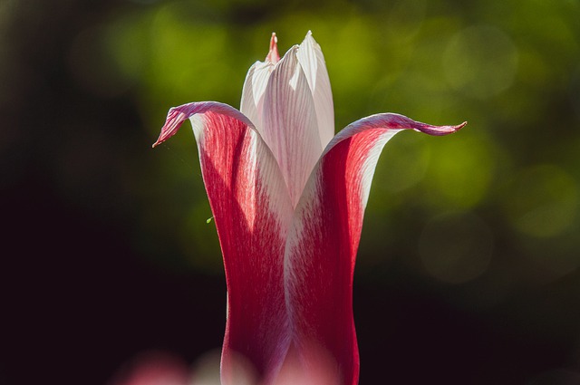 Free download flower petals blossom bloom plant free picture to be edited with GIMP free online image editor