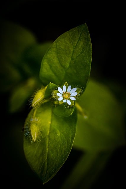 Free download flower petals blossom green flora free picture to be edited with GIMP free online image editor