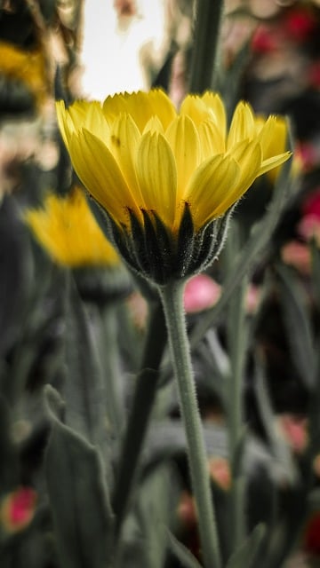 Free download flower petals calendula free picture to be edited with GIMP free online image editor