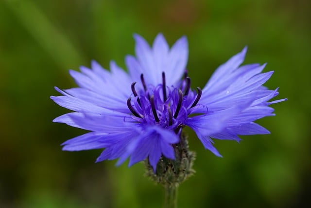 Free download flower petals cornflower wildflower free picture to be edited with GIMP free online image editor