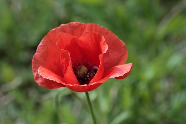 Free download flower petals corn poppy blossom free picture to be edited with GIMP free online image editor