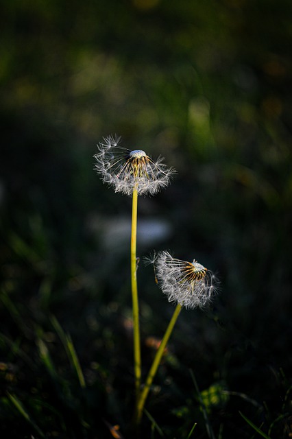 Free download flower petals dandelion plant free picture to be edited with GIMP free online image editor