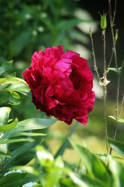 Free download flower petals peony bloom garden free picture to be edited with GIMP free online image editor