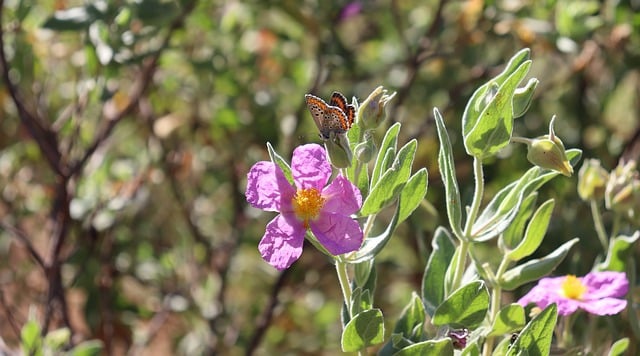 Free download flower petals plant cistus free picture to be edited with GIMP free online image editor