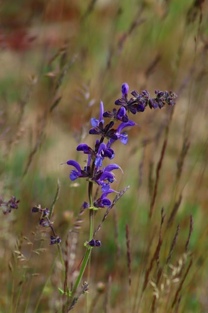 Free download flower petals plant flora purple free picture to be edited with GIMP free online image editor