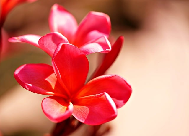 Free download flower petals plumeria frangi pani free picture to be edited with GIMP free online image editor