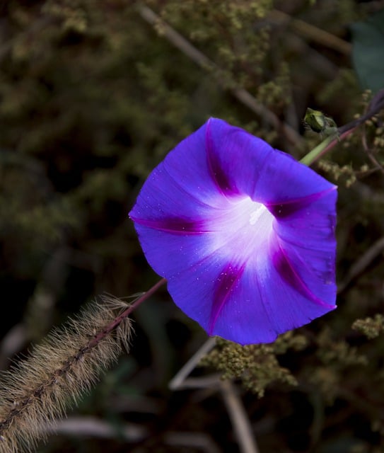 Free download flower petals purple flower free picture to be edited with GIMP free online image editor