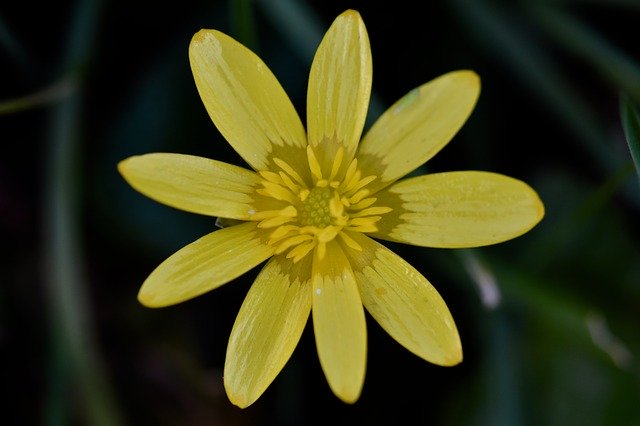 Free download Flower Petals Yellow Flowers -  free photo or picture to be edited with GIMP online image editor