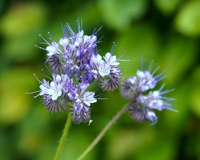 Free download flower phacelia tufted flower flora free picture to be edited with GIMP free online image editor