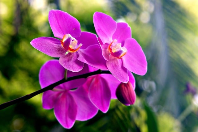 Free download flower phalenopsis amabilis orchid free picture to be edited with GIMP free online image editor