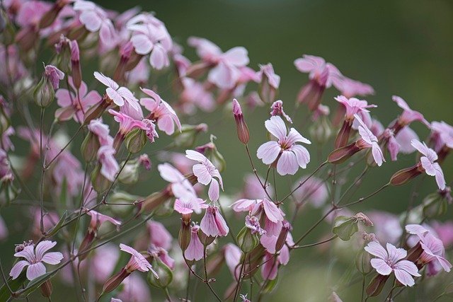 Free download flower phlox paniculata perennials free picture to be edited with GIMP free online image editor