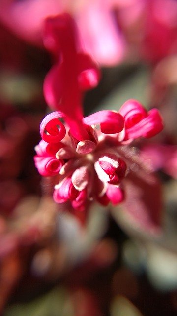 Free download Flower Pink Blossom -  free photo or picture to be edited with GIMP online image editor